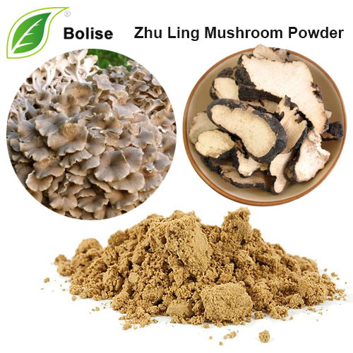 Zhu Ling Mushroom Powder(Polyporus Umbellatus Extract)
