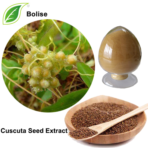 Cuscuta Seed Extract (Dodder seed Extract)
