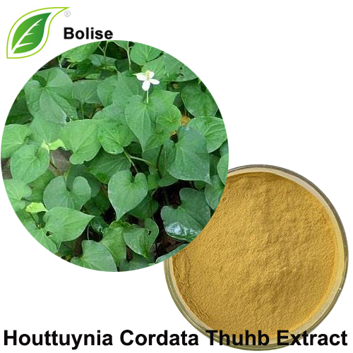 Houttuynia Cordata Thuhb Extract(Houttuynia distillate)
