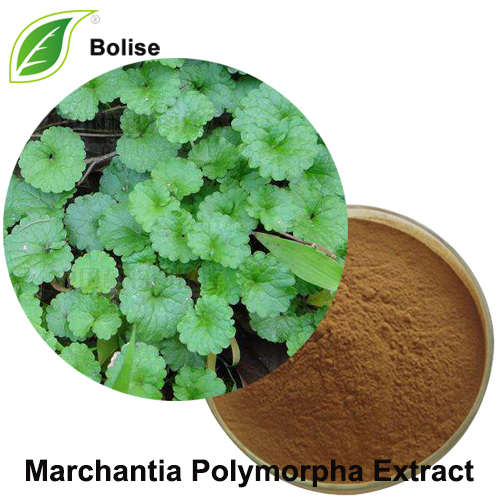 Marchantia Polymorpha Extract