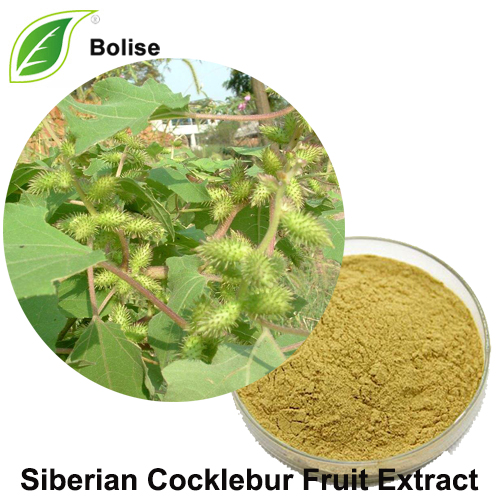 Siberian Cocklebur Fruit Extract