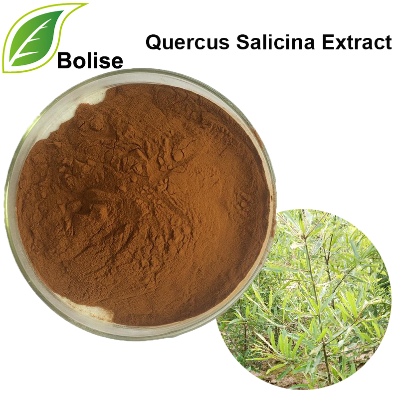 Quercus Salicina Extract