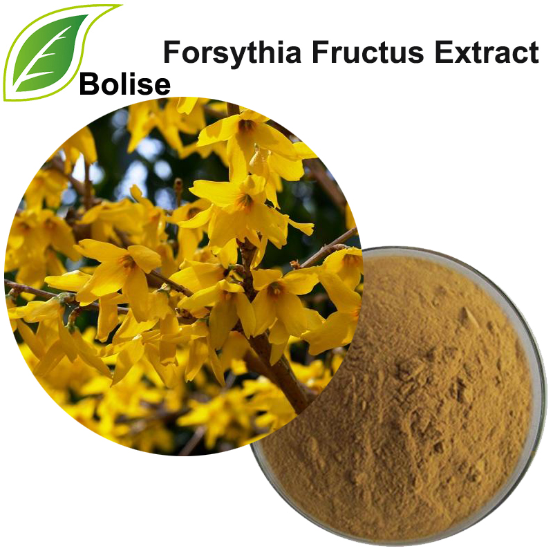 Forsythia Fructus Extract(Weeping Forsythia extract)