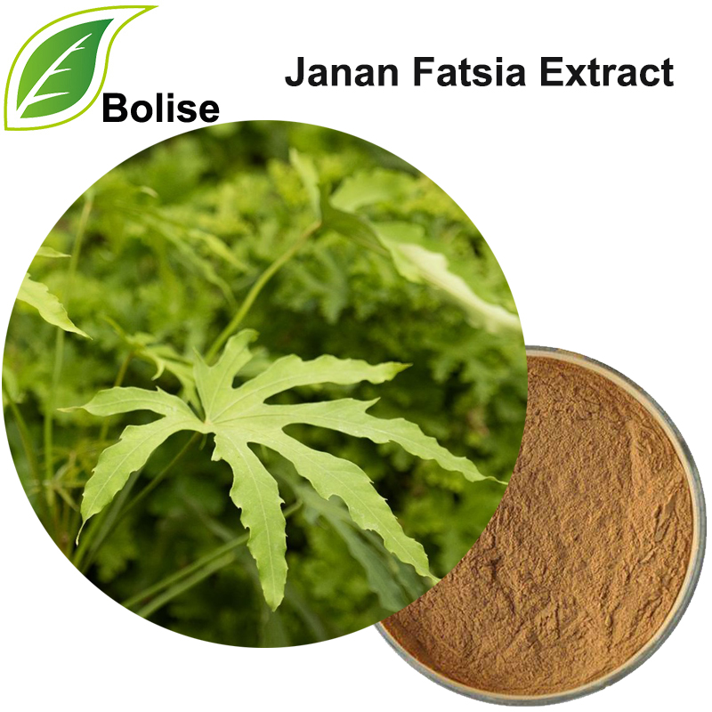 Janan Fatsia Extract(Fatsia Japonica Extract)