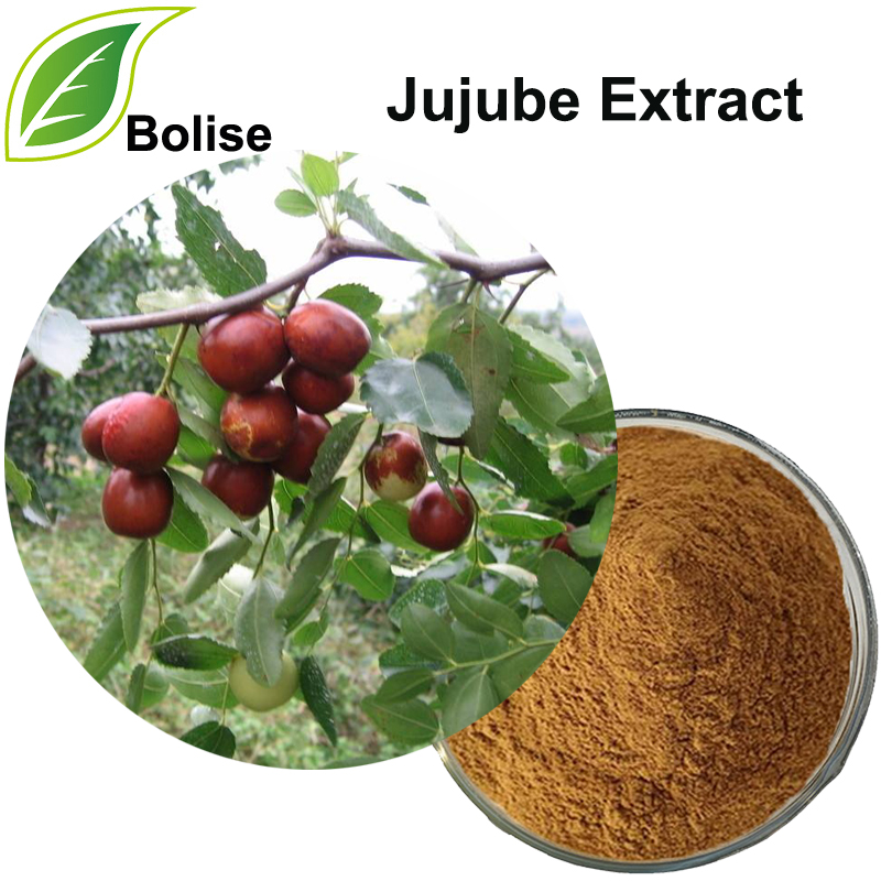 Jujube Extract(Spine Date Seed Extract)