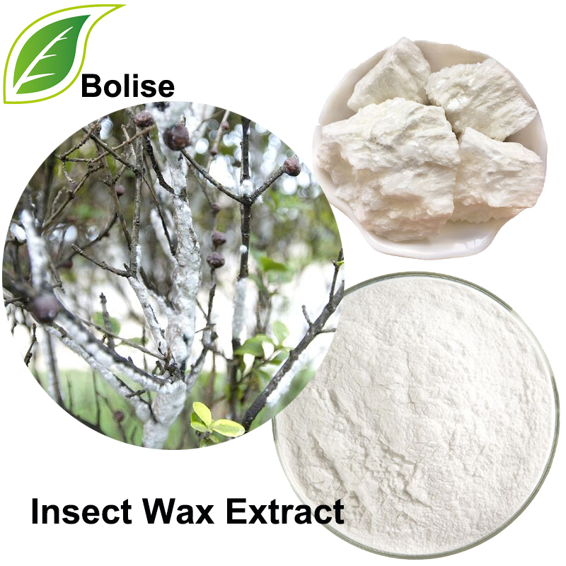 Insect Wax Extract(Cera Chinensis Extract)