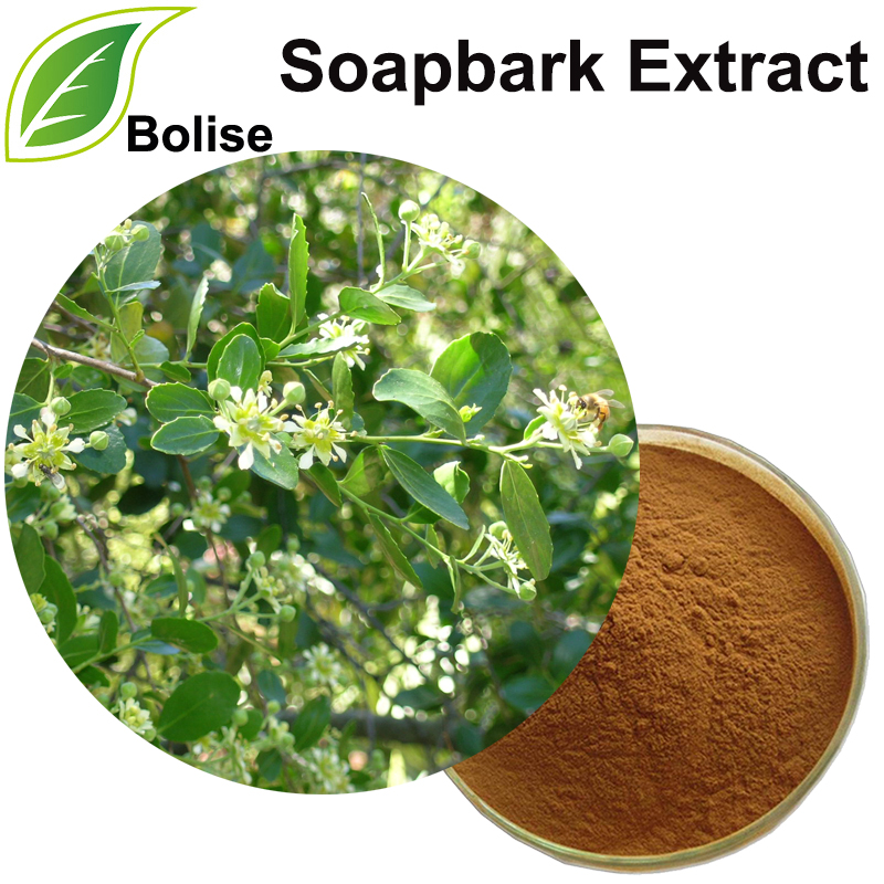 Quillaja Saponaria Bark Extract(Soapbark Extract)