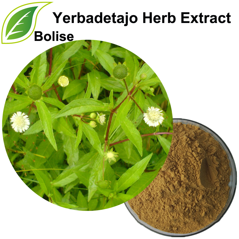 Yerbadetajo Herb Extract(Herba Ecliptae Extract)