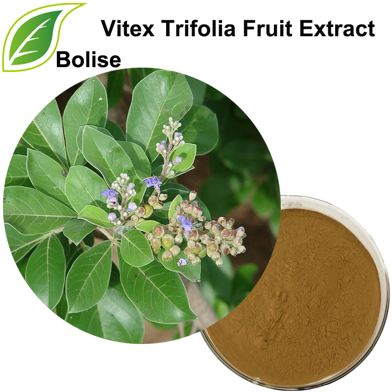 Vitex Trifolia Fruit Extract(5% vitexicarpin)