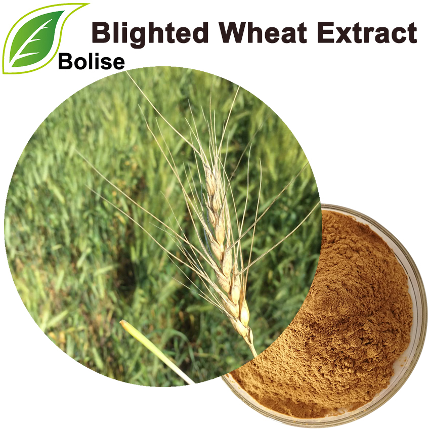 Blighted Wheat Extract