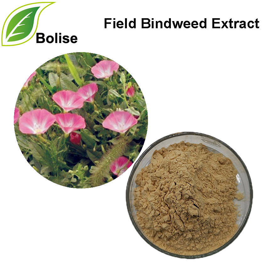 Field Bindweed Extract