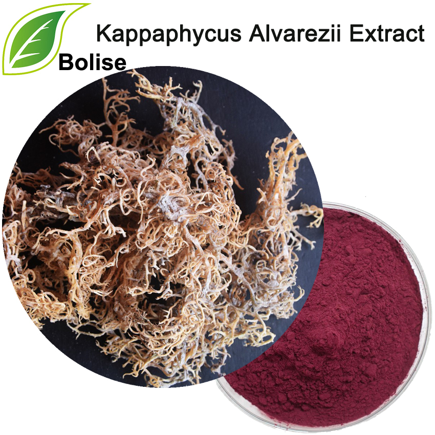 Kappaphycus Alvarezii Extract