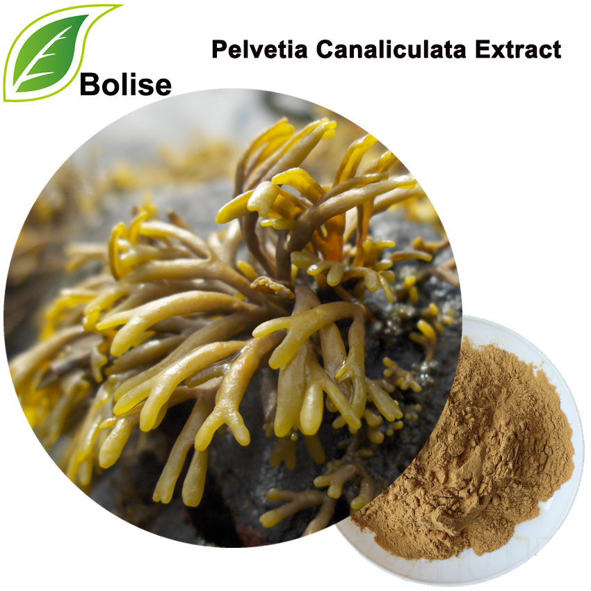Pelvetia Canaliculata Extract