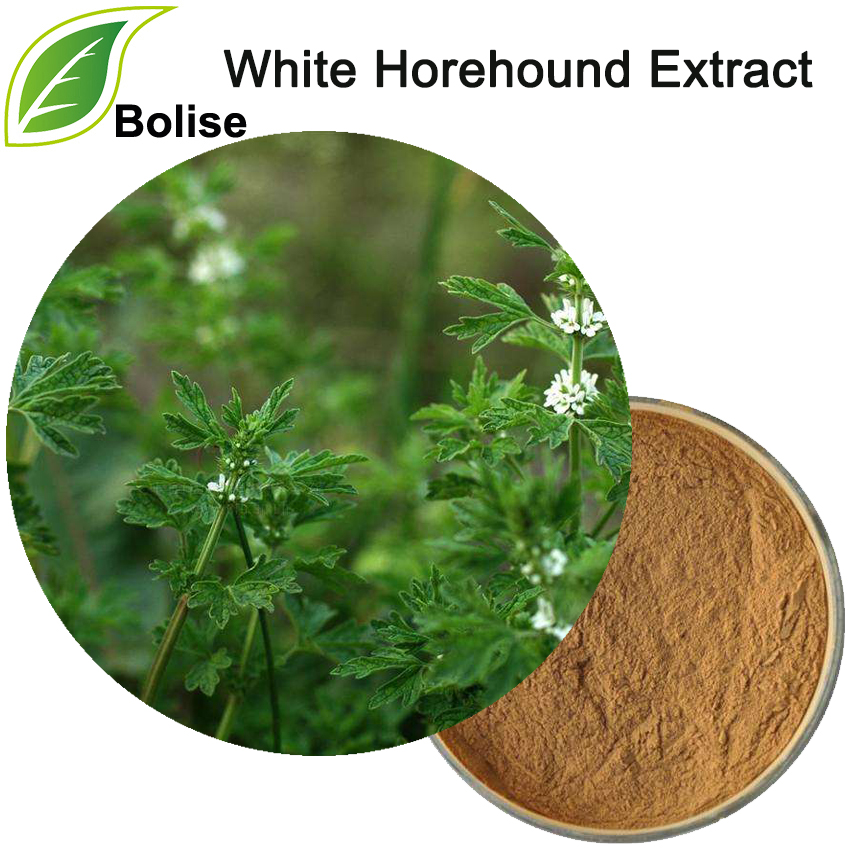 White Horehound Extract(Marrubium Vulgare Extract)