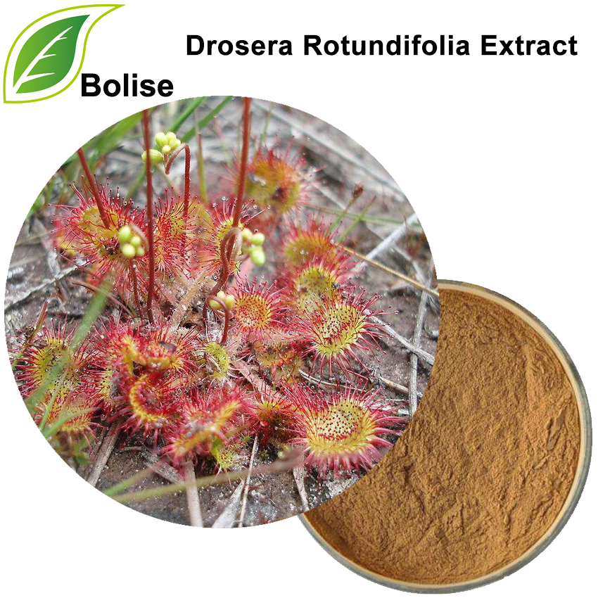 Drosera Rotundifolia (Sundew) Powder or Extract