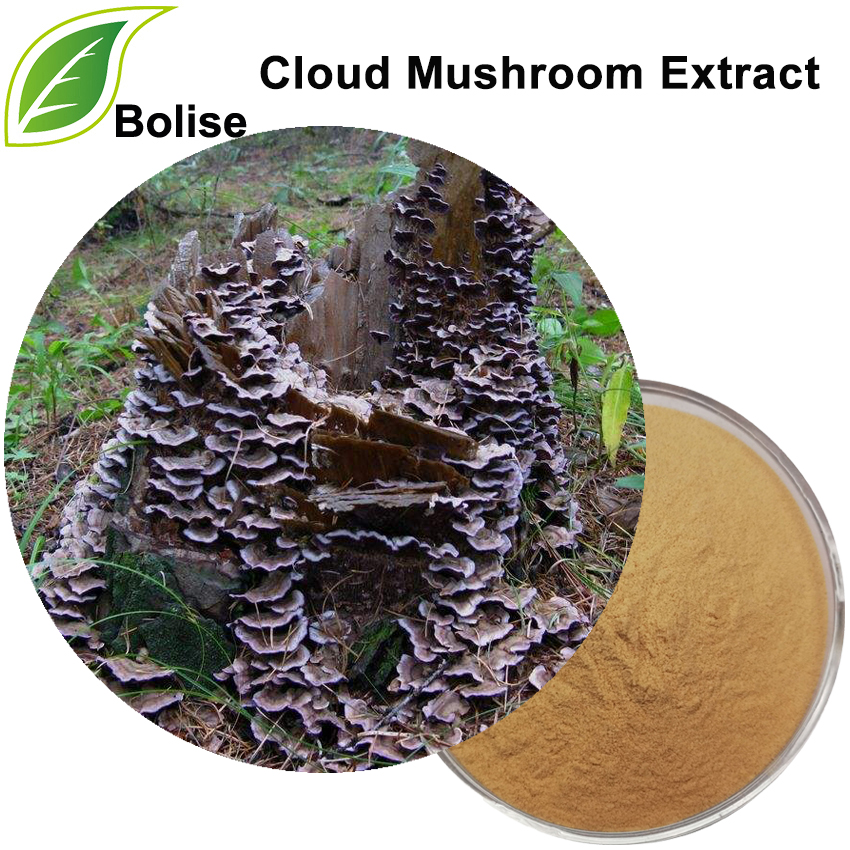 Cloud Mushroom Extract