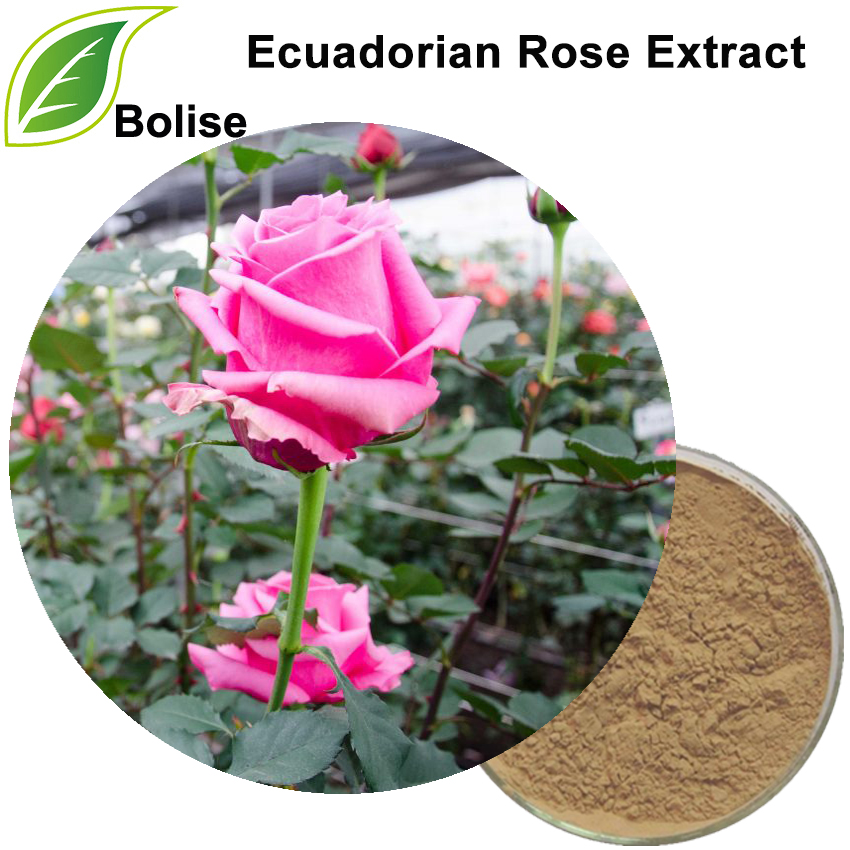 Ecuadorian Rose Extract