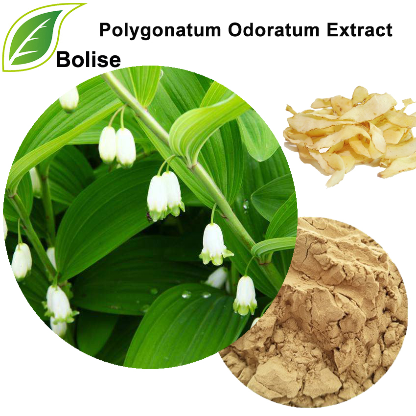 Polygonatum Odoratum Extract