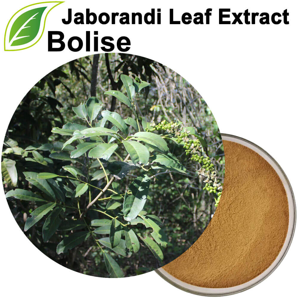 Jaborandi Leaf Extract
