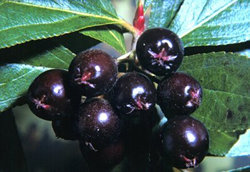 Aronia chokeberry Extract 