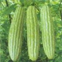 Bitter Melon extract Bitter Melon extract