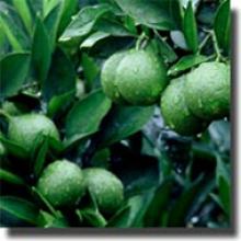 Citrus Aurantium Extract Citrus Aurantium Extract