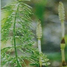 Horsetail Extract Horsetail Extract