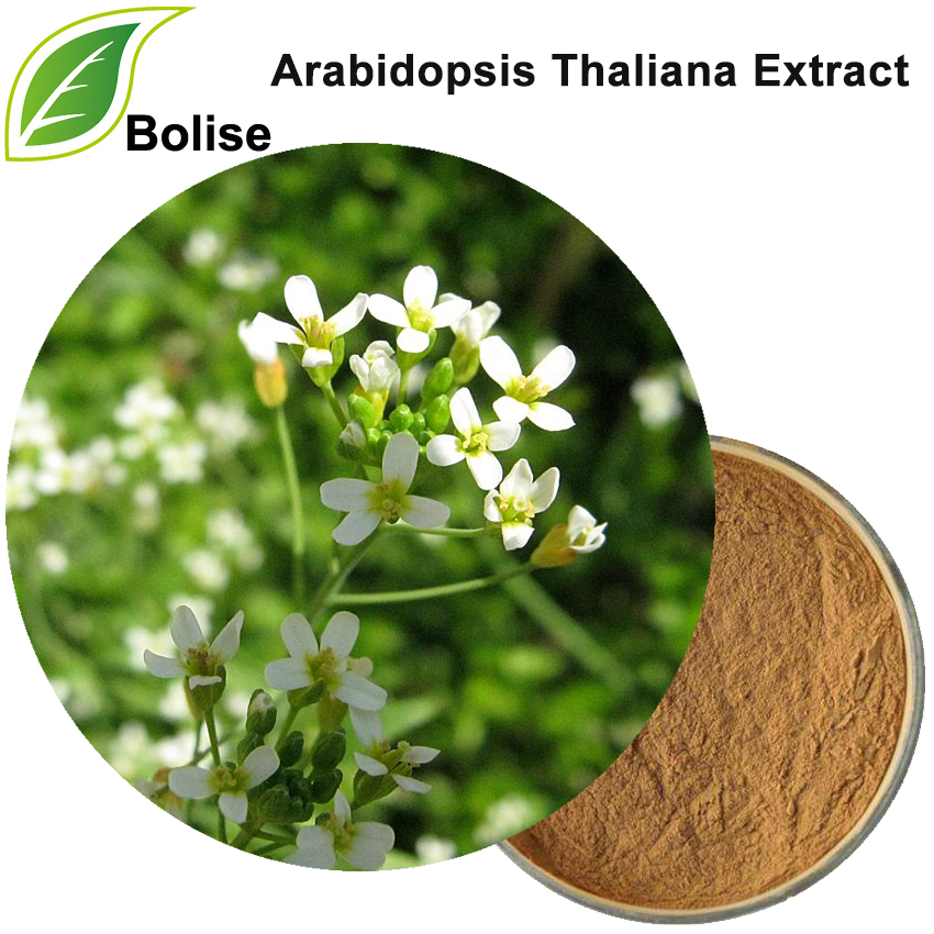 Arabidopsis Thaliana Extract