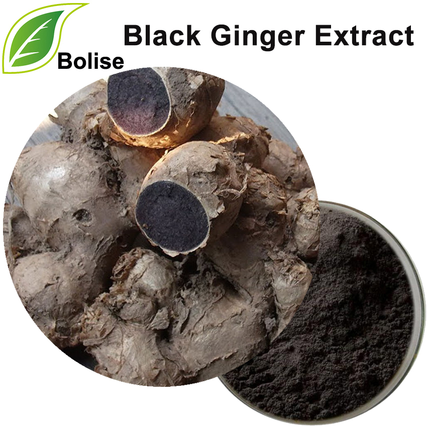 Black Ginger Extract