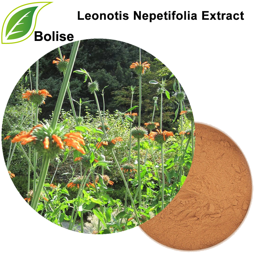 Leonotis Nepetifolia Extract