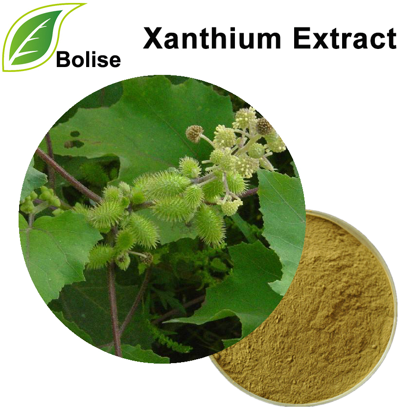 Xanthium Extract