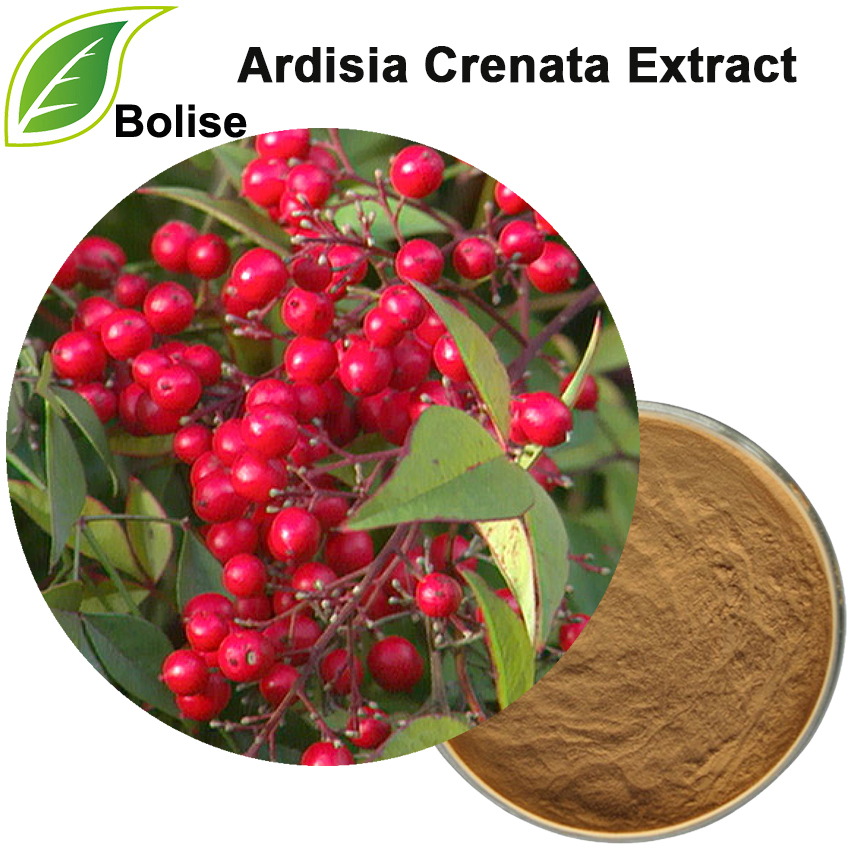 Ardisia Crenata Extract