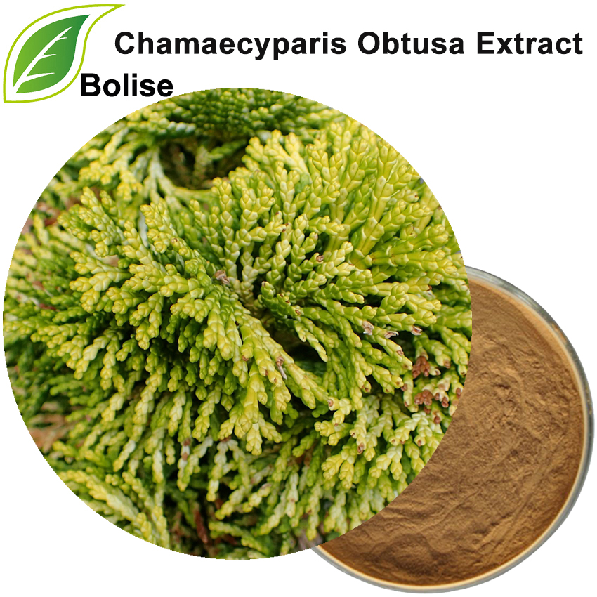 Chamaecyparis Obtusa Extract