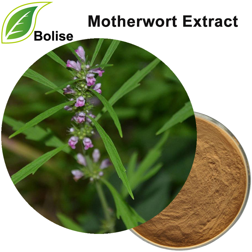 Motherwort Extract(Leonuri Cardiacae Herba Extract)