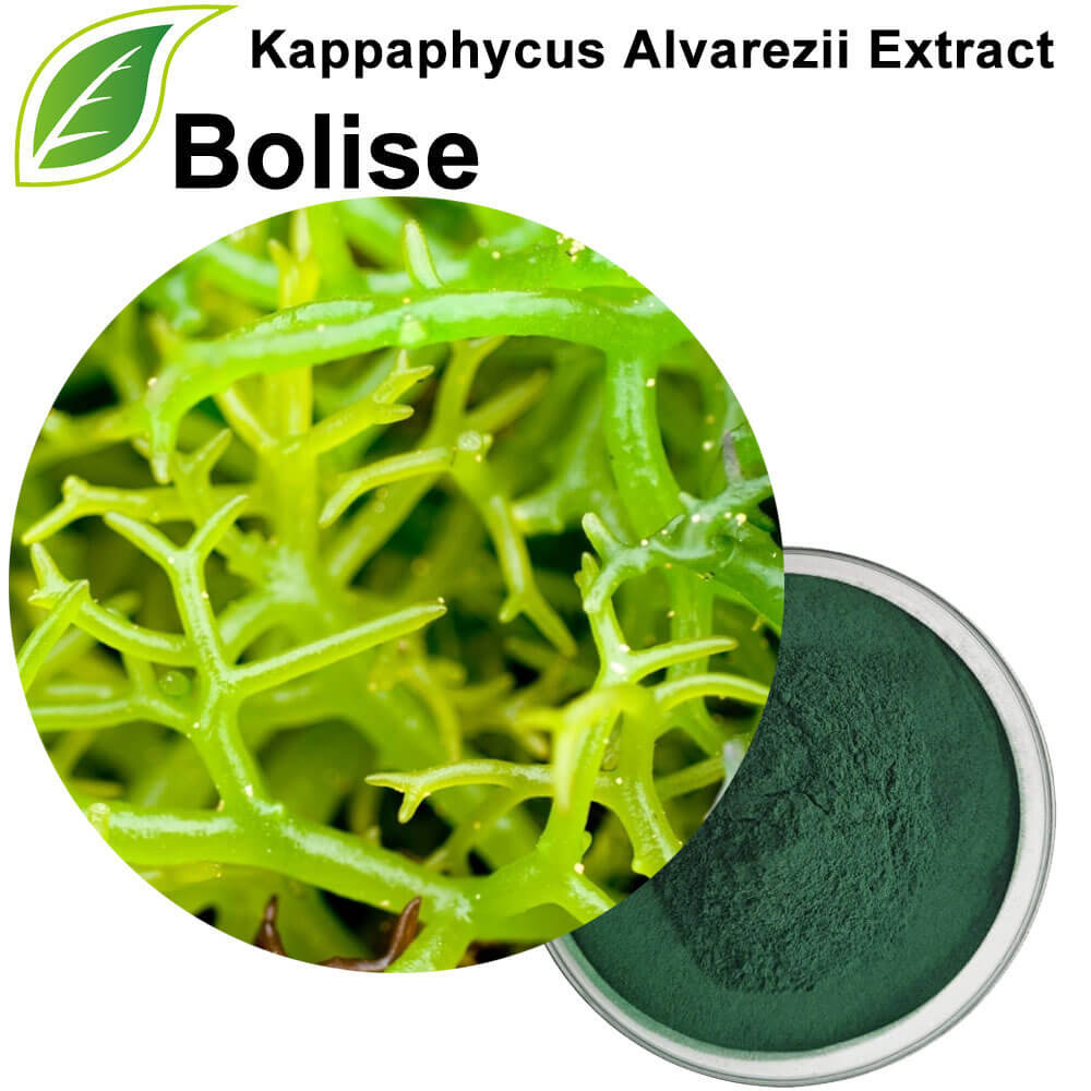 Kappaphycus Alvarezii Extract