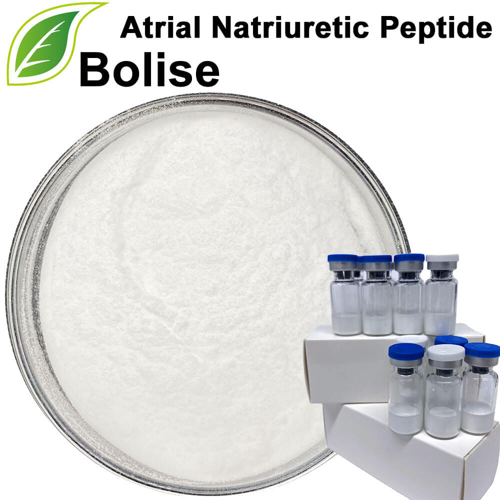 Atrial Natriuretic Peptide
