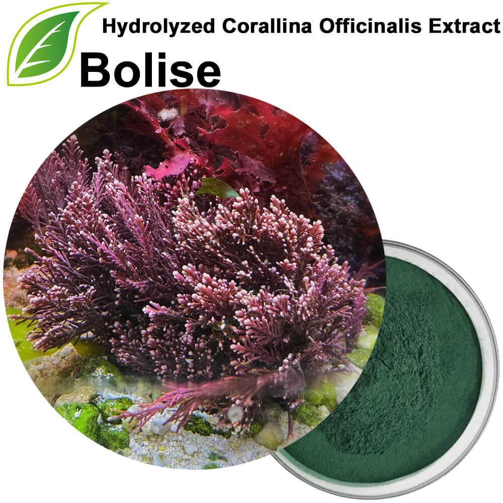 Hydrolyzed Corallina Officinalis Extract
