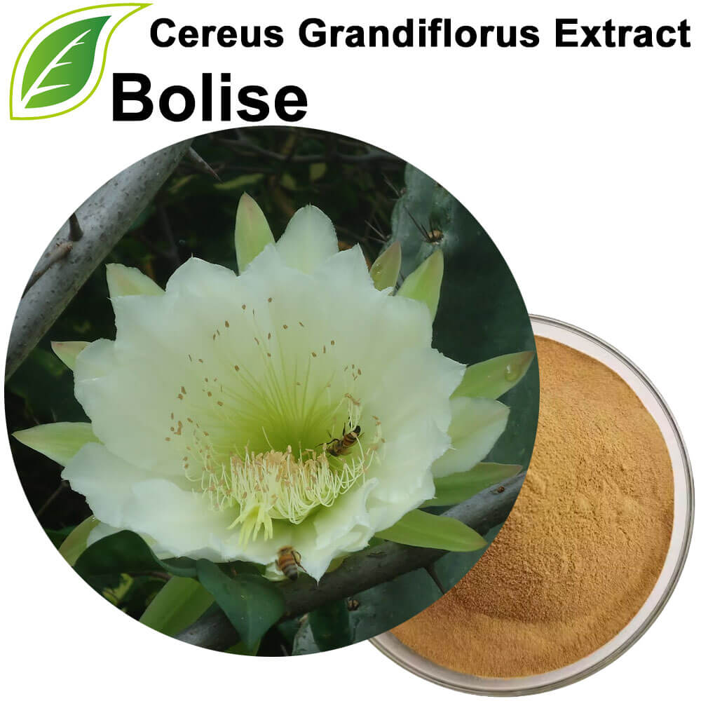 Cereus Grandiflorus Extract