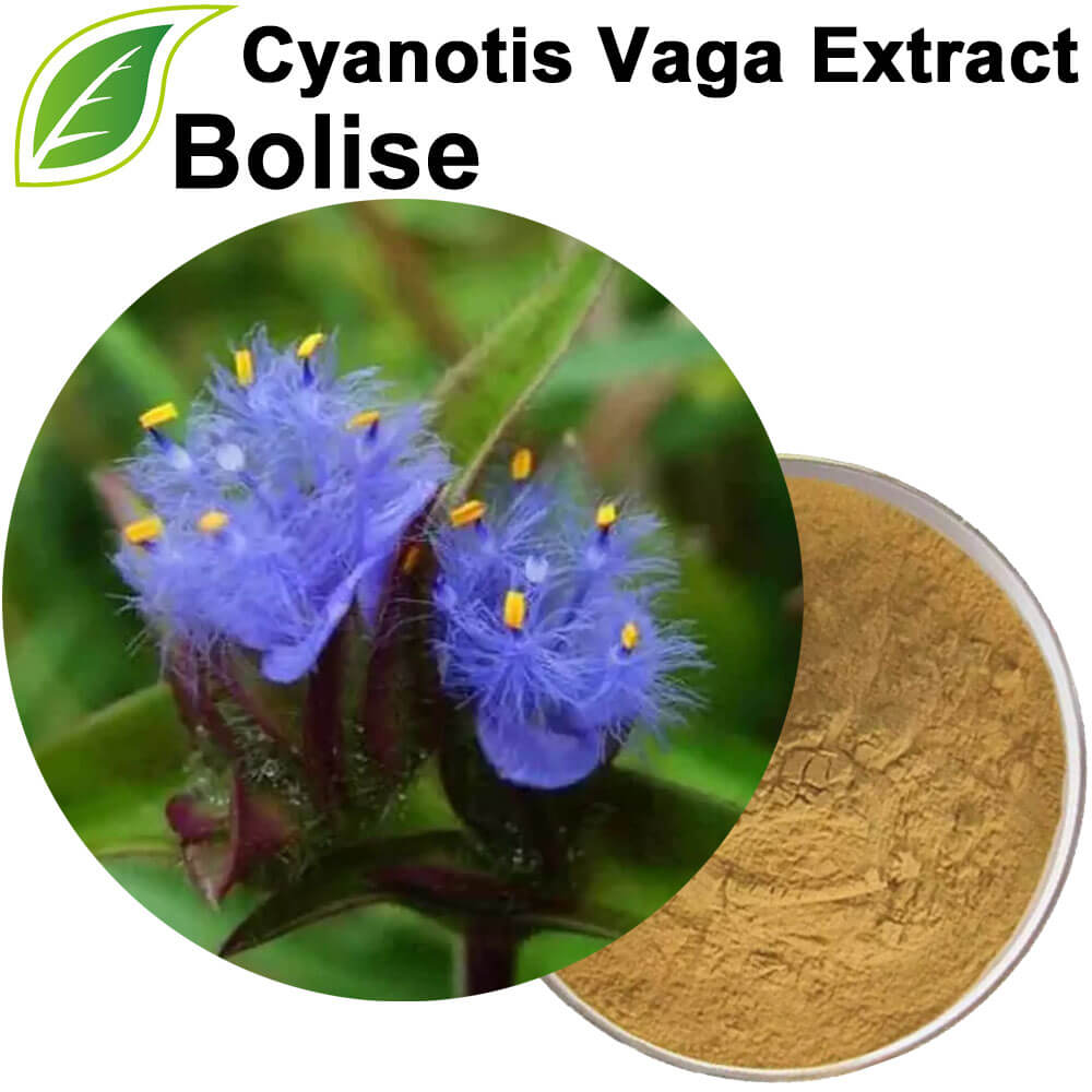 Cyanotis Vaga Extract