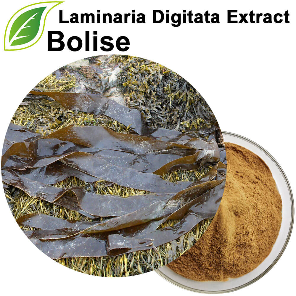 Laminaria Digitata Extract