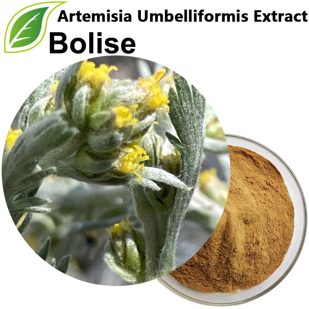 Artemisia Umbelliformis Extract