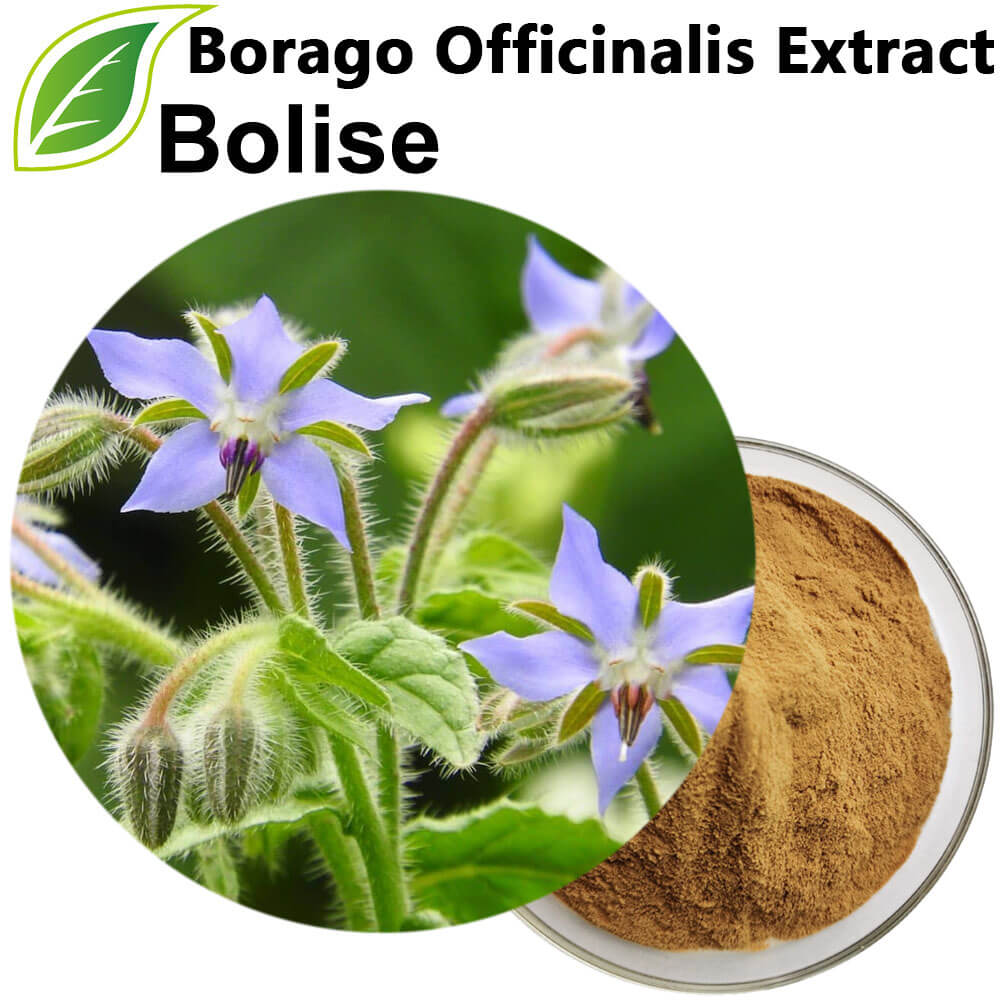 Borago Officinalis Extract