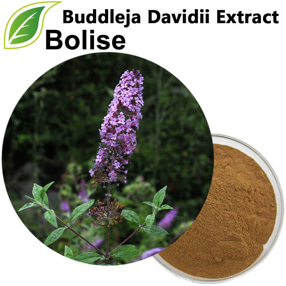 Buddleja Davidii Extract