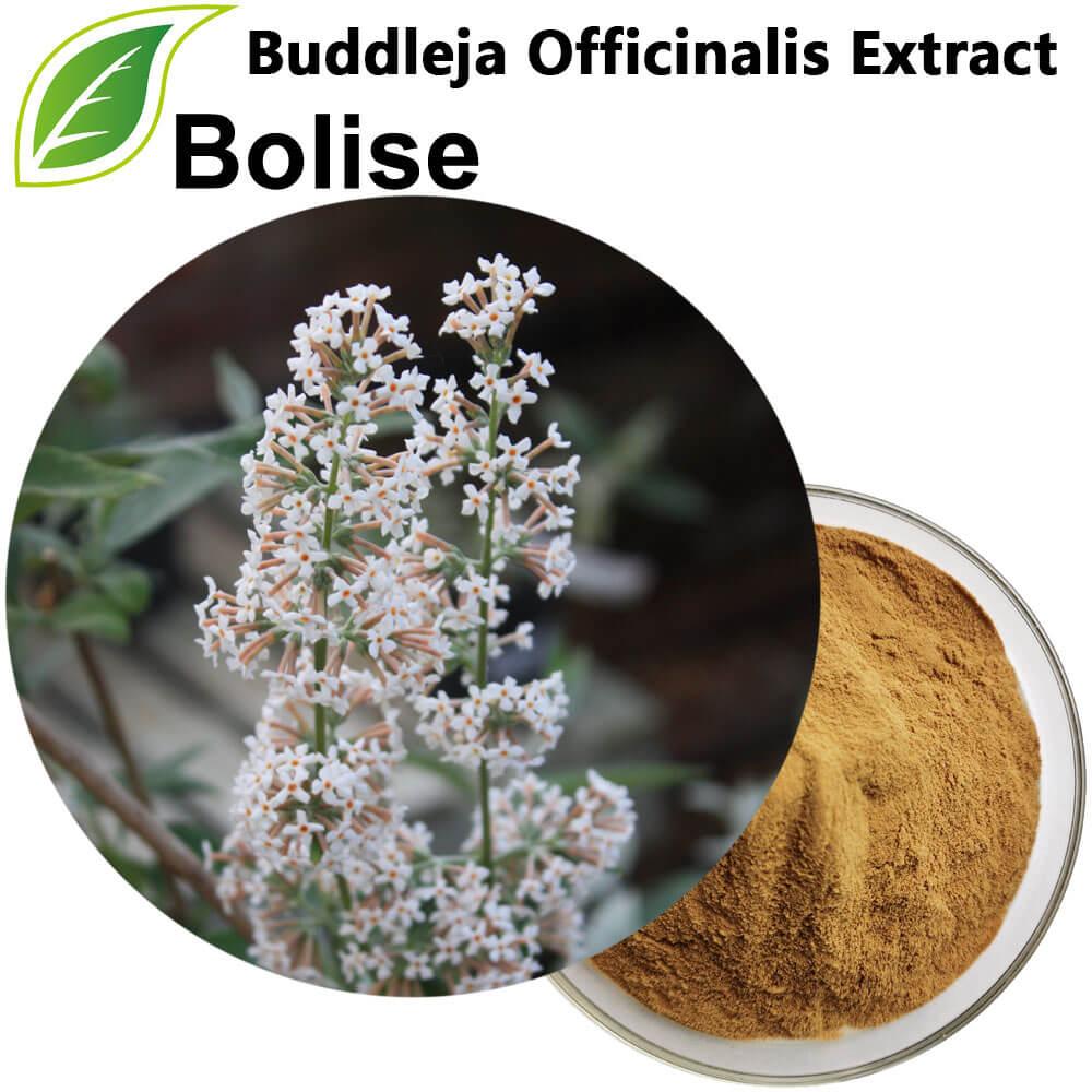 Buddleja Officinalis Extract