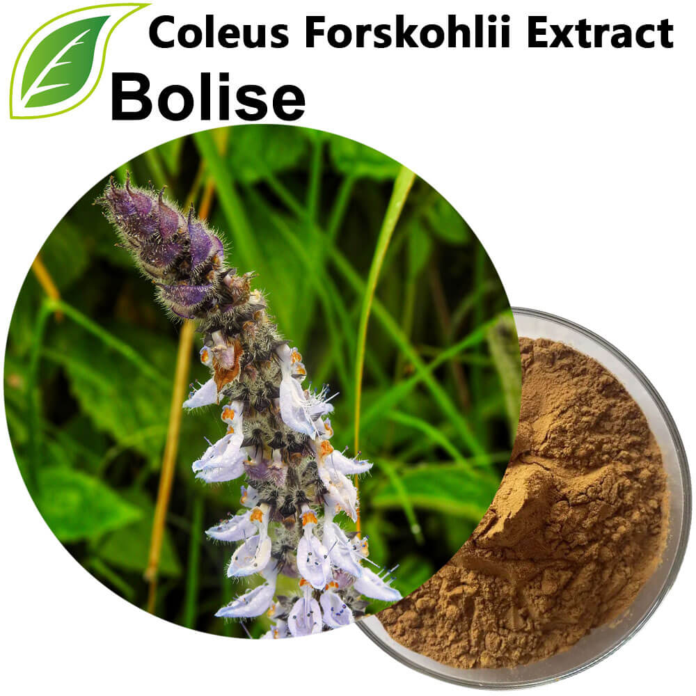 Coleus Forskohlii Extract