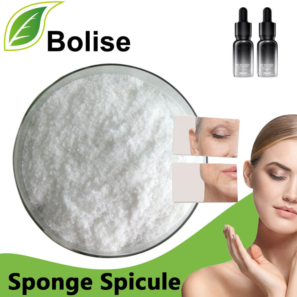 Sponge Spicule