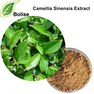 Camellia Sinensis Extract(Tea Tree Extract) Suppliers,Manufacturers