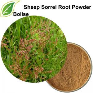 sorrel extract rumex acetosella