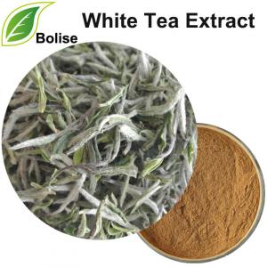 White Tea Extract Suppliers,Manufacturers,Exporters from Bolise